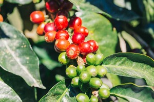 지속 가능성의 시작, 커피나무 열매의 씨앗